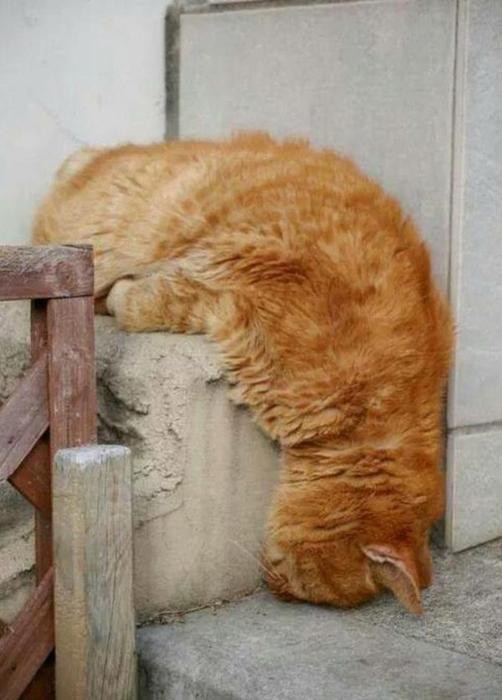 Как спят кошки....