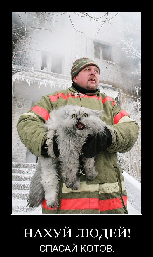 Мой кот, мои правила!