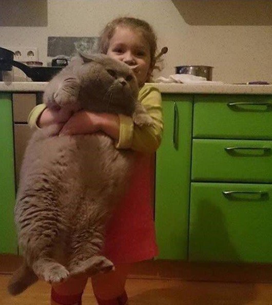 Прикольные животные