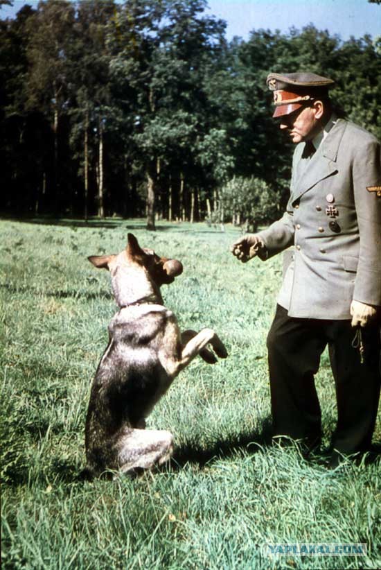 «Волчье логово»: как в лесной глуши появилась главная ставка Гитлера