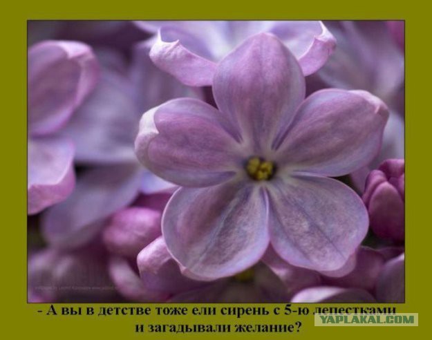 Картинки из интернета