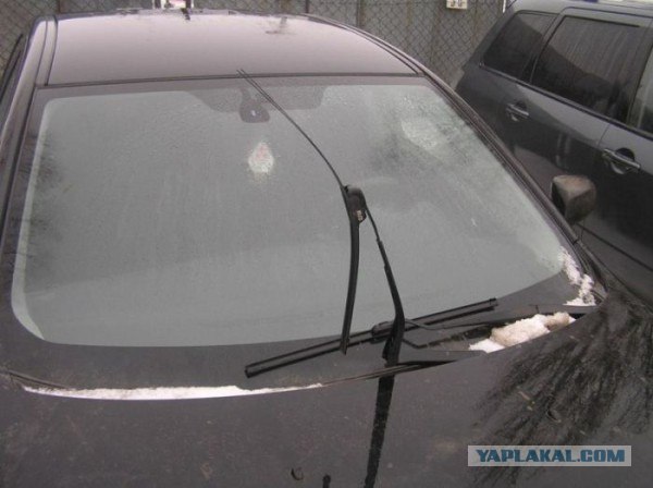 Собаки разорвали автомобиль