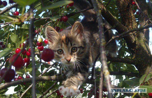 Котовторник, 19 октября