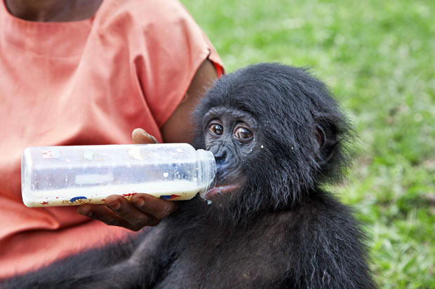 Заповедник Lola ya Bonobo в Конго