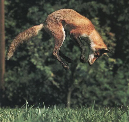 Камчатские лисы