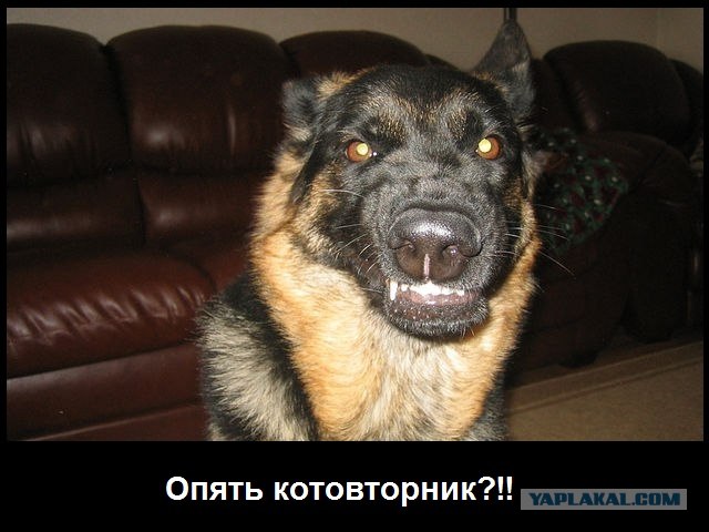 Не время для собак улыбак!