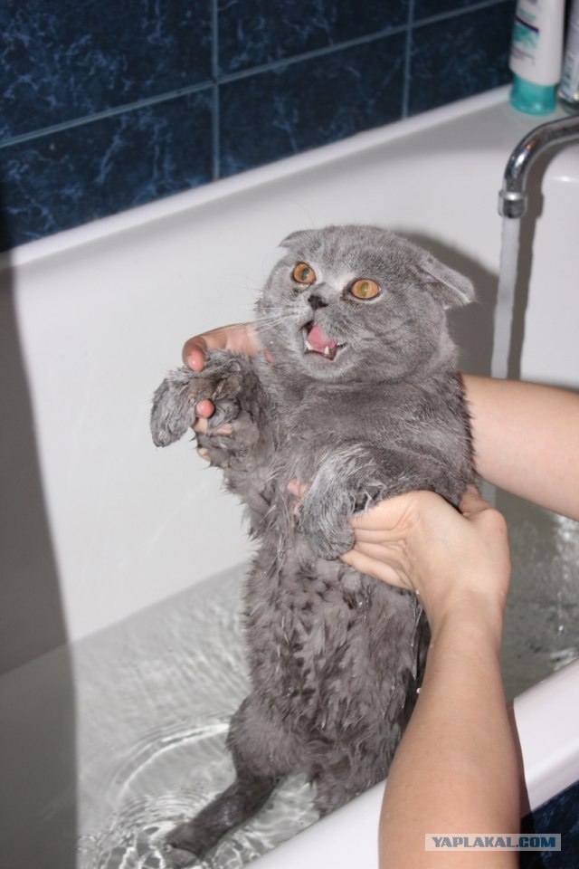 Котовторник 10.04.2012