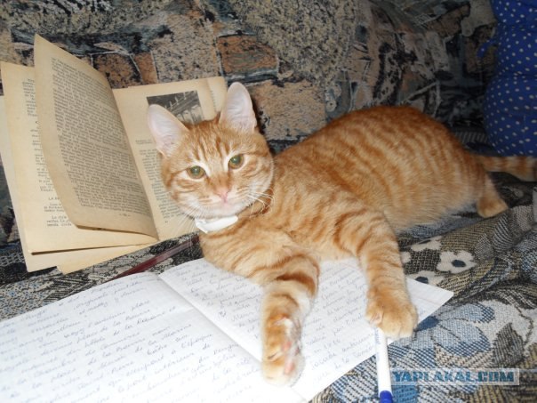 Новогодний Котовторник 01.01.2013