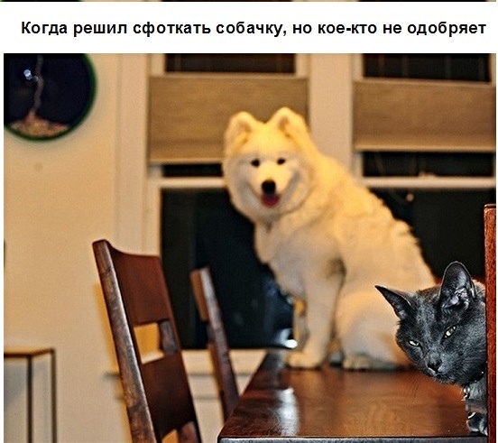 Свежие мемы и демотиваторы