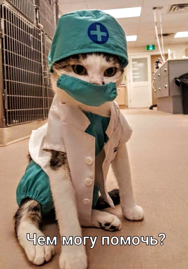Картинки с котами и про котов