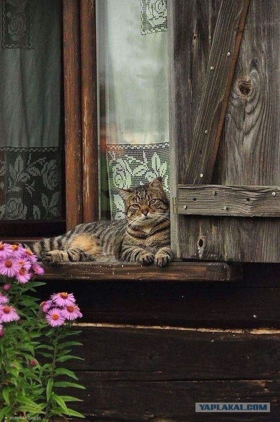 Калейдоскоп картинок