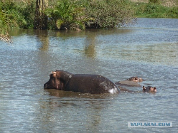 AFRICA - (Эфиопия,Кения,Танзация) 4-16 ноября 2011