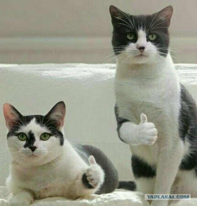 Котики - это животные, которые не поддаются дрессировке
