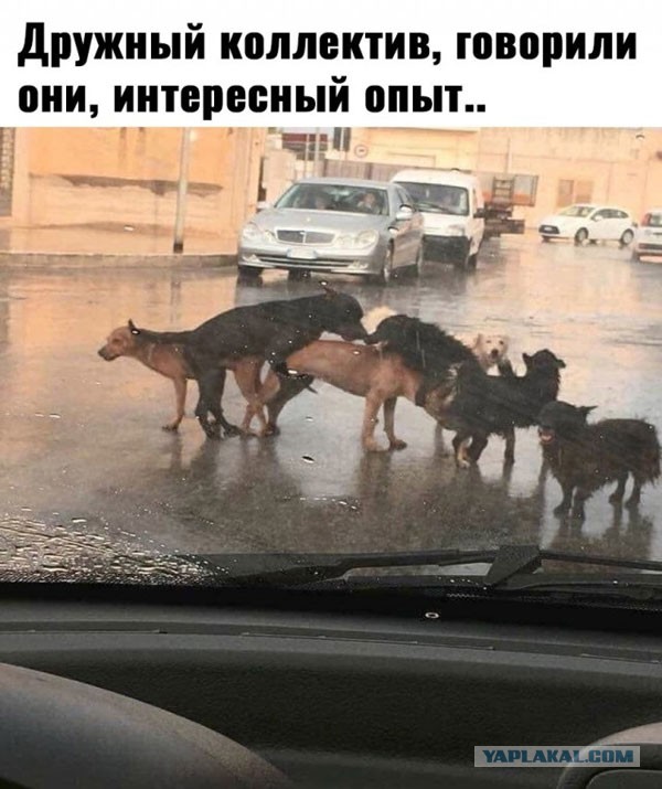 Керт... Курт... а, Кортинко!