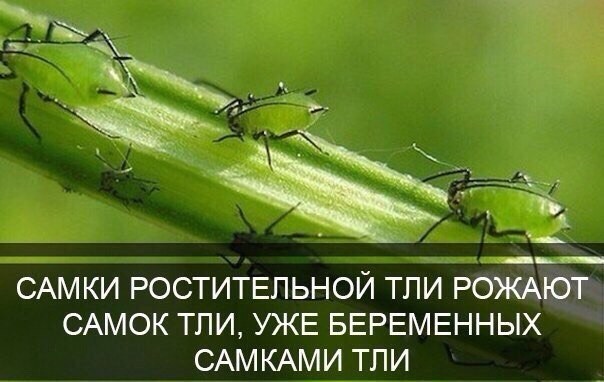 И чтобы после рождения они сразу платили налоги
