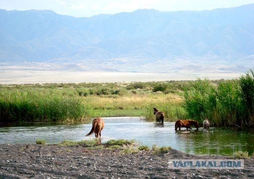 Алаколь. Всё включено отдыхать хорошо, а дикарями лучше