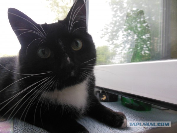 Котовторник 23.07.2013