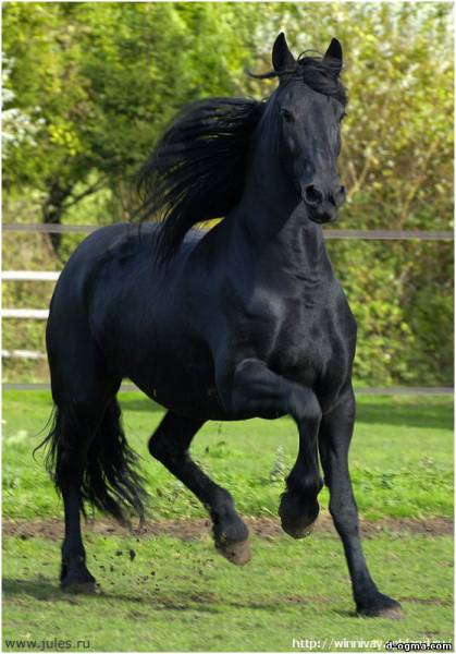 Черный волк