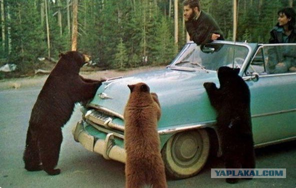 Когда вы плюсуeтe тему в платине