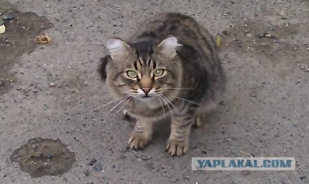 Котовторник 16.09.14