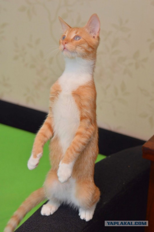 Котовторник