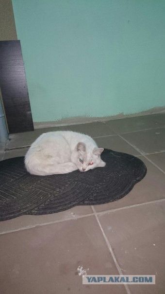 Стоит только помыть
