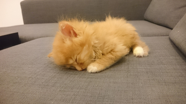 История одного кота