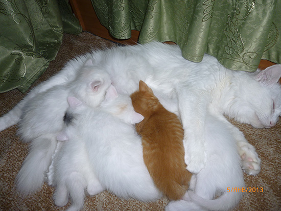 Котовторник  01.03.2016