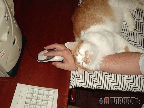 Котовторник!
