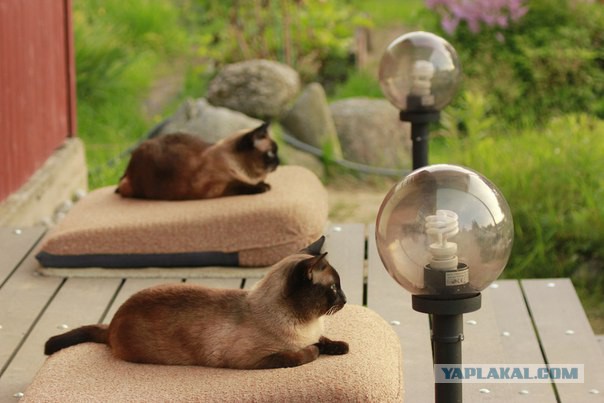 Котовторник 26.07 2016