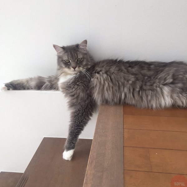 Коты из сети
