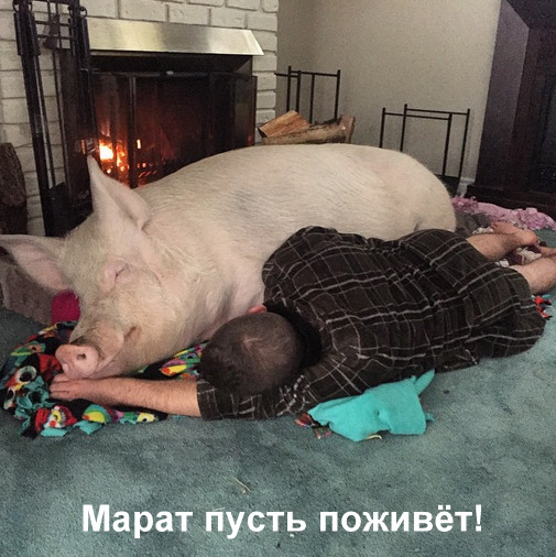 Свинокиллеры