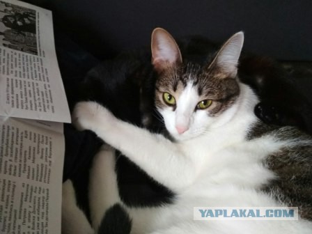 Котовторник  10.10.2017