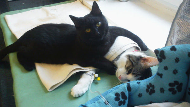 Коты и Кошки
