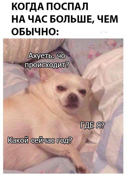 Дудлы, мудлы, люди, звери