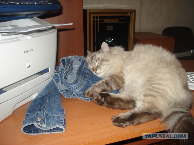 Уррааа! Котовторник на ЯПлакалъ!