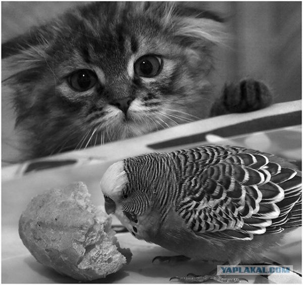 Котовторник на вторник, Котовторник