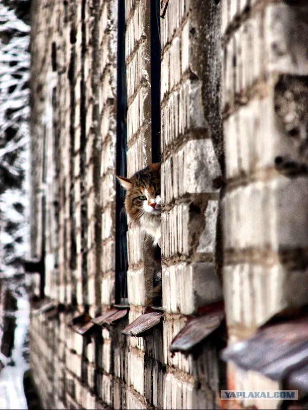 Котовторник на 31.03.2009