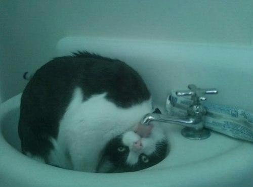Немного милоты