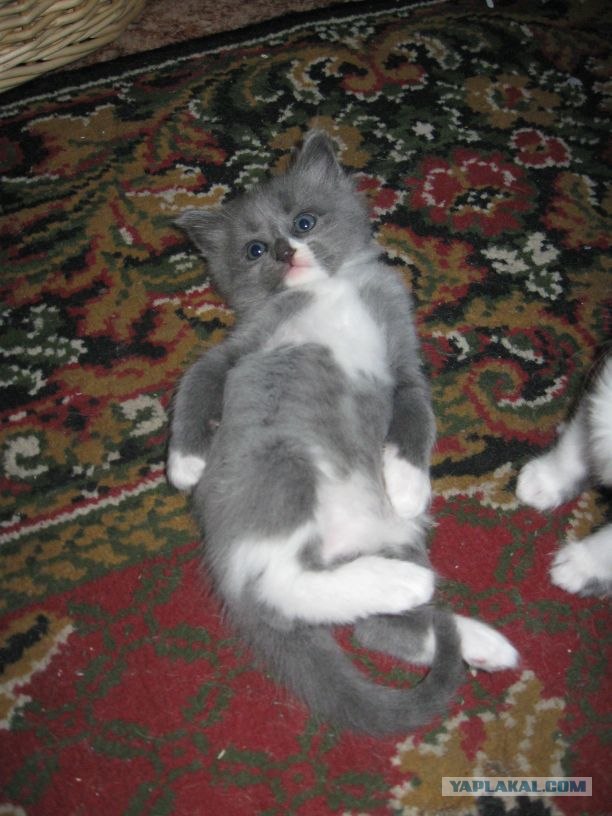 А вот и мы: котятовторник!