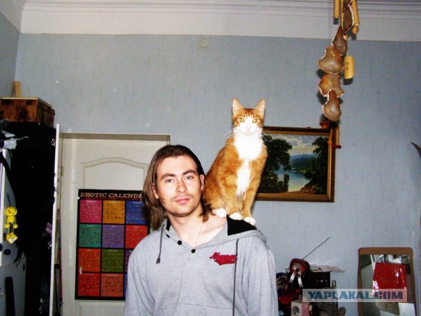 Сегодня котовторник, а котиков все нет