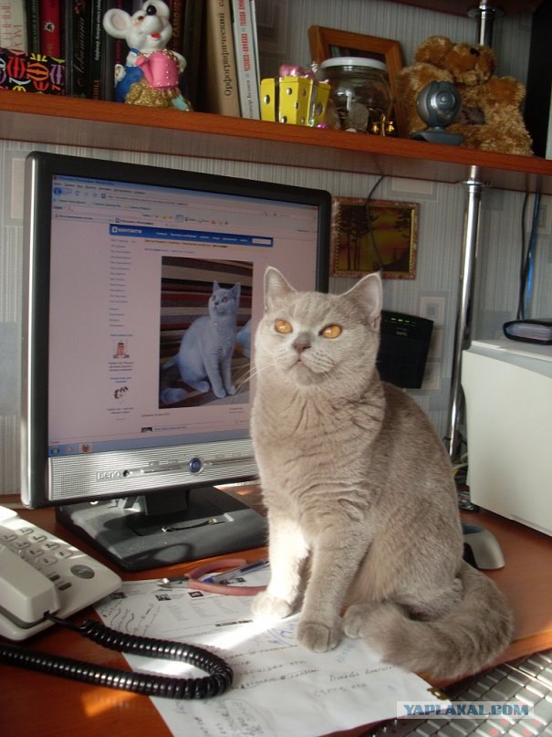 Котейкин вторник! Космический 12.04!