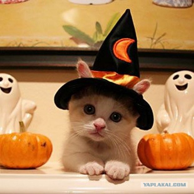 Котовторник