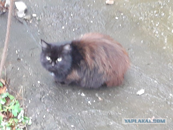 Котовторник (20.11.18)