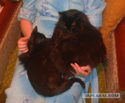 Котовторник (28.02.2012)