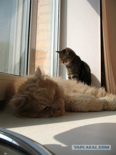 Котовторник 24.04.2012
