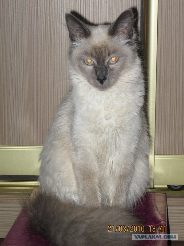 16 лучших котов сезона