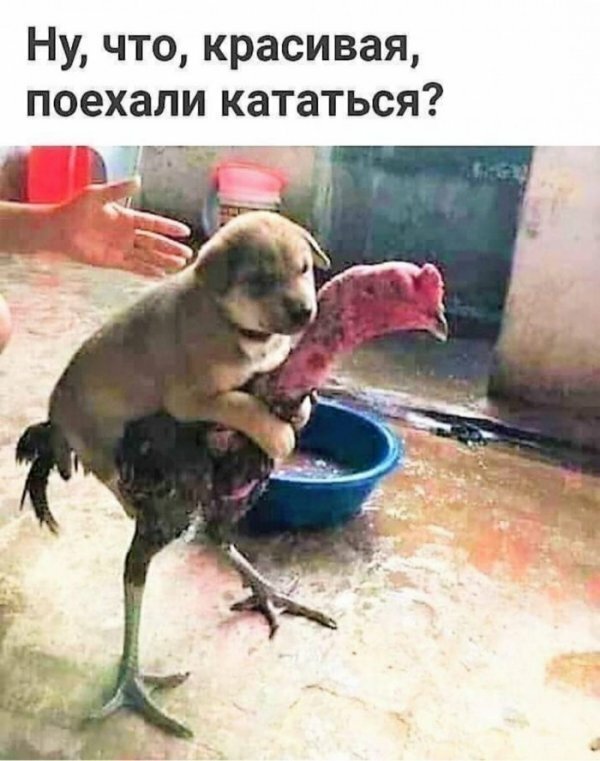 Прикольные картинки и фото с надписями и коментами