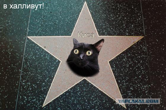 Киса хочет жабы