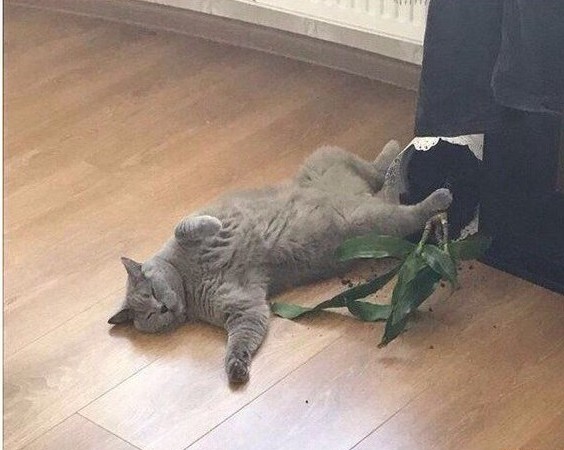 Если кот Дизель спит, Значит кот Дизель сыт